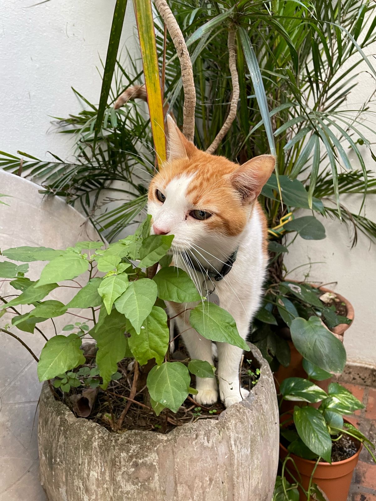 A ginger-and-white cat standing in a large stone planter, surrounded by houseplants